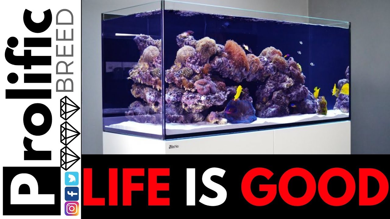 Red Sea Reefer 350 Sump Modifications To Grow Chaeto Youtube Red Sea Reefer 350 Sump Modifications To Grow Chaeto Youtube