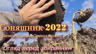 Соняшник 2022_Піонер+Саксон+Суміко+Фаусто. Огляд перед збиранням.