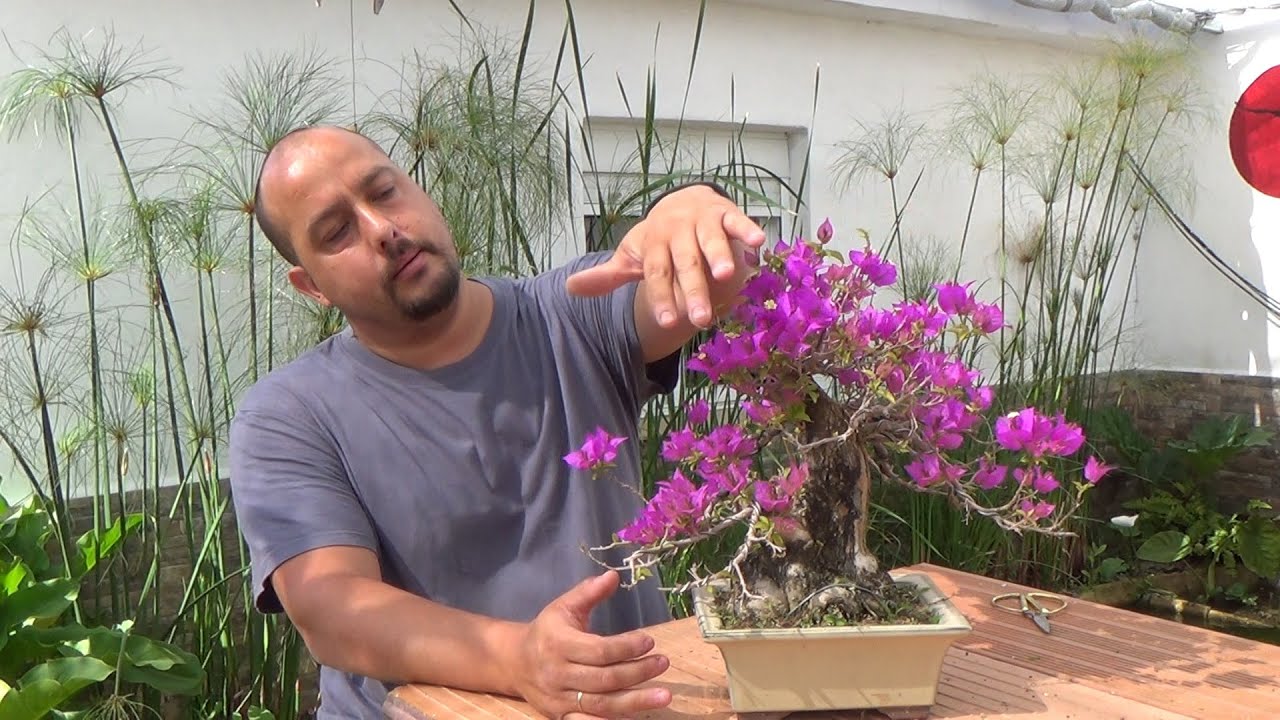Buganvillas bonsai