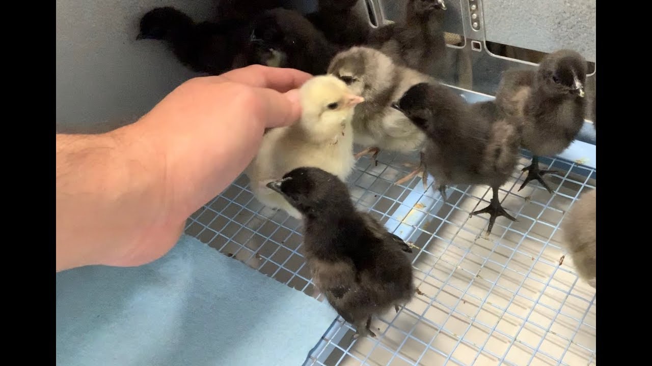 camera iphone 8 plus apk What To Do When Your Baby Chicks Get Pasty Bottoms (Pt. 1)