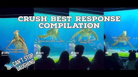 CRUSH BEST RESPONSE COMPILATION |Turtle talk with crush 😂