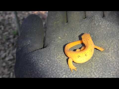 Red Eft