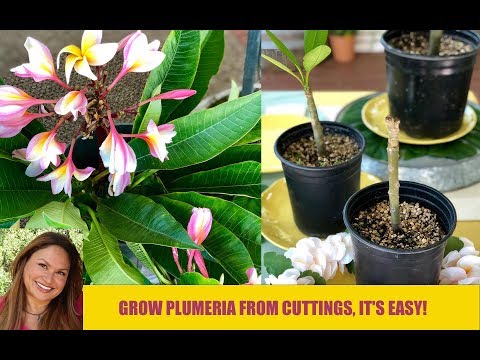 Video: Plumeria