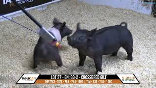 Lot 27: TAMSCAN – TSC SHOWPIGS & SUDERMAN SWINE - Feb 6, 2024 Sale