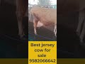 India,s best jersey cow for sale #cow #cowvideos #livestockmarketing