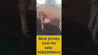 India,s best jersey cow for sale #cow #cowvideos #livestockmarketing