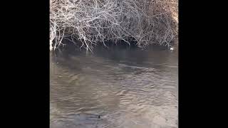 Winter ambient hike next to the river.