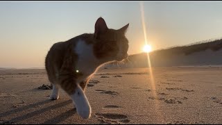 Marlin & the Pups BEACH Adventures on Hatteras Island part of the gorgeous Outer Banks of NC :)