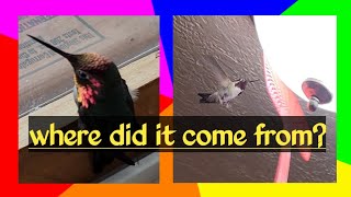 This hummingbird visited me while I was washing dishes. &quot;It&#39;s a wonderful experience&quot;