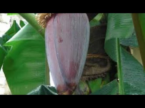 Limbwata La Kufanyiwa Kila Unachotaka Na Kupendwa Haswaa