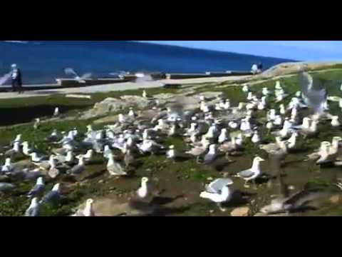 Ingenio para espantar las gaviotas