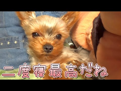 【ヨークシャテリア】二度寝が気持ち良いヨークシャテリア【Yorkshire Terrier】