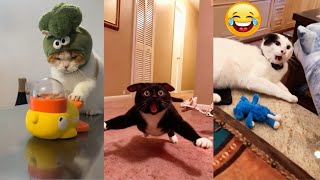 картинка: 🐱🐶😂Последняя смешная подборка кошек и собак 2025 года, эпизод 100