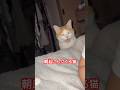 しつこく起こしにくる猫#猫のいる暮らし #猫のいる生活 #ねこ