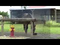 Morning Routine Of Feeding Horses Grain - Just Showing Challenges When Feeding Two Horses