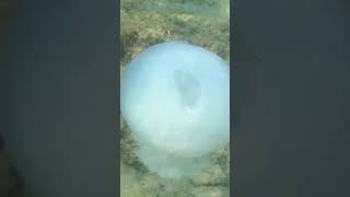 gigant #jellyfish #medusa from #Jaffa #Beach in #Israel