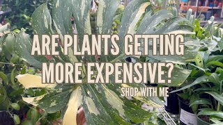 Plant Shopping at Heinz Brothers Nursery | Checking out what plants costs these days