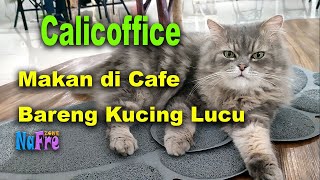 Makan di Calicoffice BSD bareng kucingkucing lucu