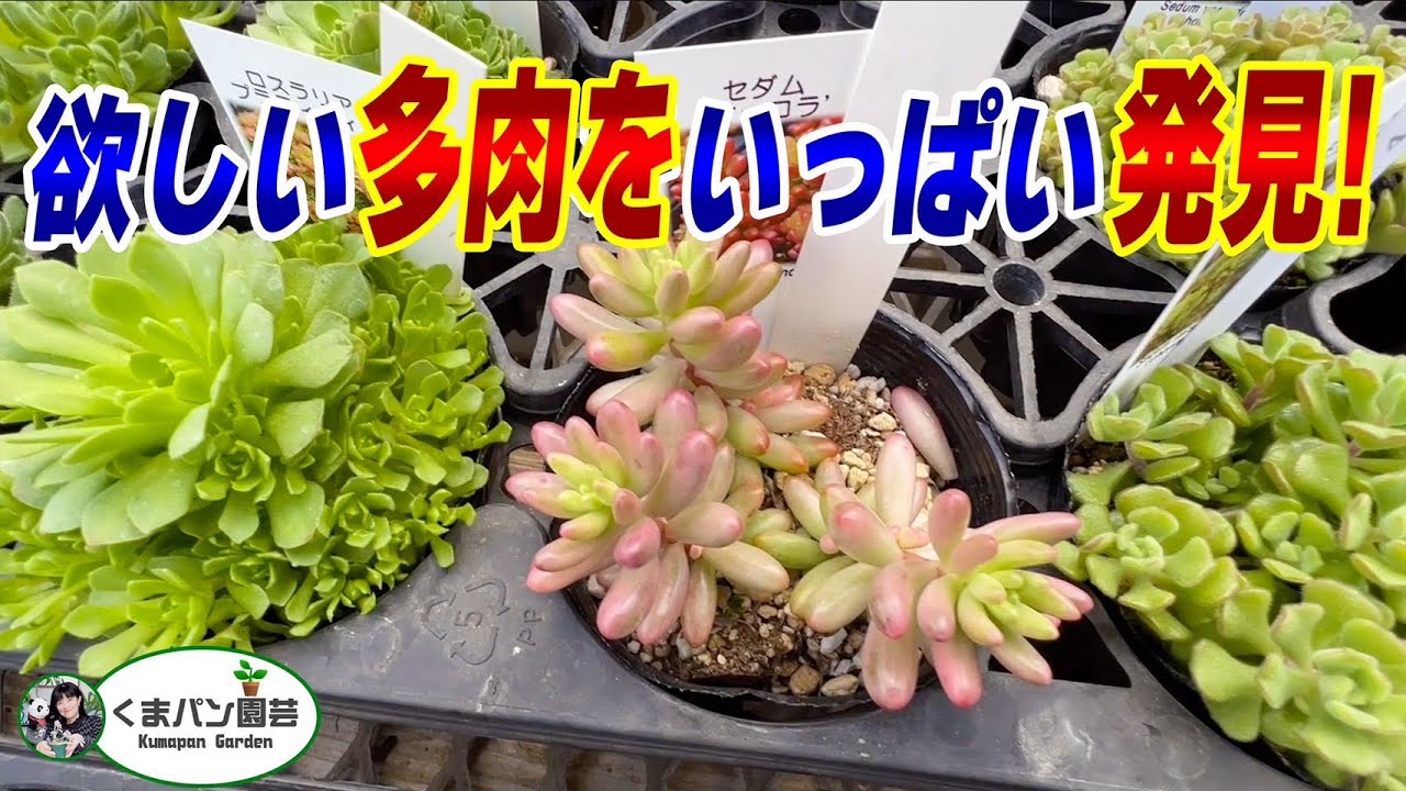 I want it! Recommended succulents that grow well! #Succulents