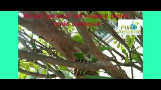 Dile SÍ a la vida de la fauna silvestre