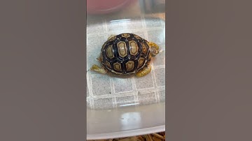 leopard tortoise 5 December 2022 Comfy soak