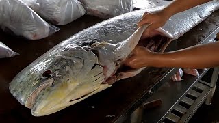 Professional Cutting Skills For Mahi Mahi, Yellowfin Tuna, Cobia