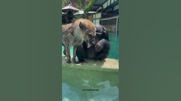 Monkey feeding Hyena