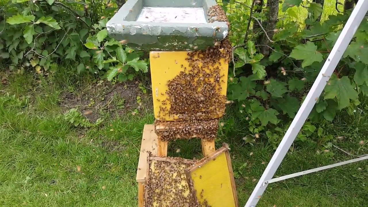 Intagning av en bisvärm