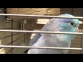 歌う自分大好きなマメルリハ
