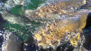 Catfish and carp