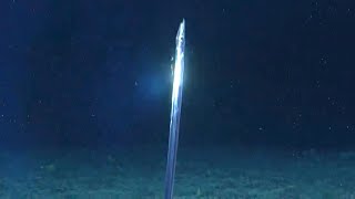 10 Strange Deep Ocean Creatures Found by ROVs in the Past 5 Years