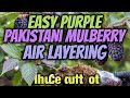 How to Air Layer a Purple Pakistani Mulberry Tree - Step by Step in NW Arizona