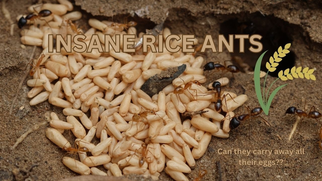 Rice Ants Removing Their Eggs - YouTube