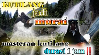 KUTILANG GACOR‼️MASTERAN BURUNG KUTILANG ISIAN MURAI BATU ISTIMEWA