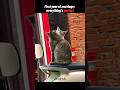 First year of marriage Vs... #cat #shorts
