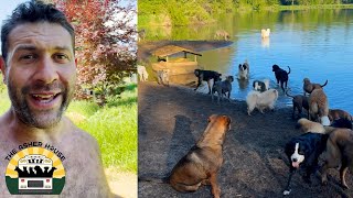 Our most recent pack intro, so many new dogs! | The Asher House