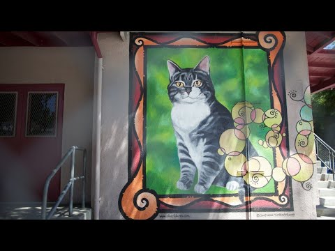Видео: Аддисоны өвчин - Муур