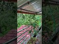 Raxidi Jungle Stay Sakleshpur #jungle #homes #shortsvideo