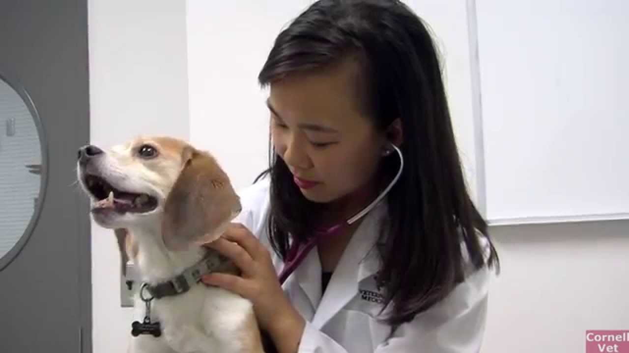 vet school at 30 Yuan Kang '17: Helpful Faculty and Courses