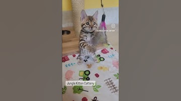 Light Blue Girl 🩵 ..#catsagram #Bengal #kittens #junglekitten #kitty #playful #cats #lovecats #cute