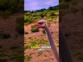 🦤 Tahukah kamu kalau burung unta memakan batu?