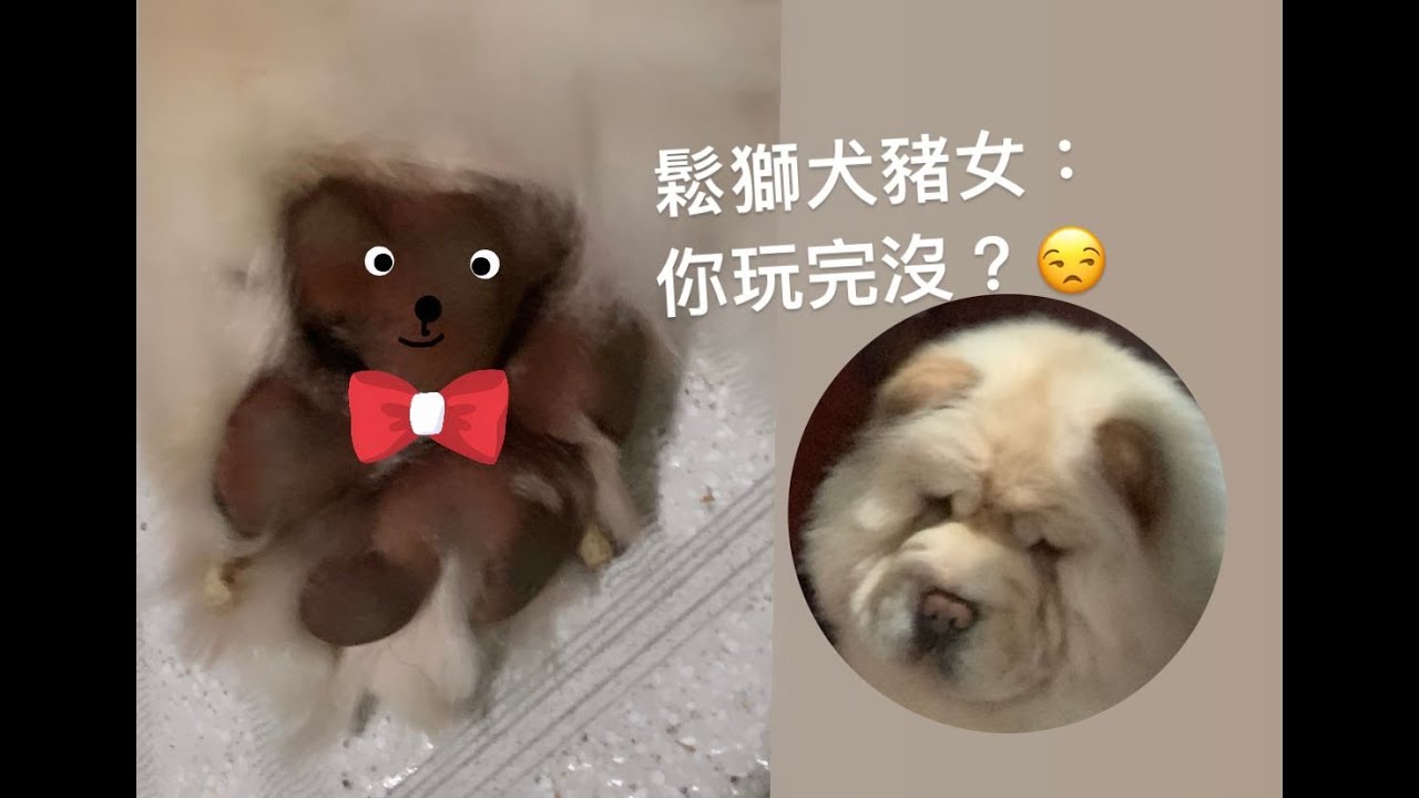 犬之日常 小器鬆獅犬被摸肉球超不爽 鬆獅犬豬女的肉球很像熊bear Bear Dog Daily Chow Chow A Cute