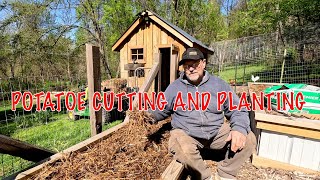 potatoes cutting and planting