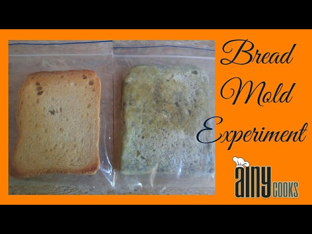 how does temperature affect mold growth on bread