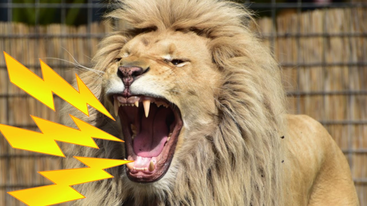 INTENSE Lion Roaring Sounds  Scary Lions Roar Sound Effect! 