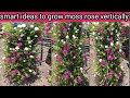 Smart Ideas to grow portulaca grandiflora , moss rose from cuttings in vertical ways