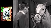 mr ed tv show youtube