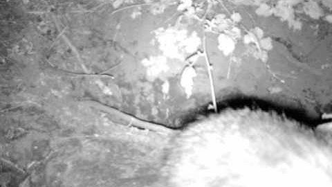 Sett - badger sniffing