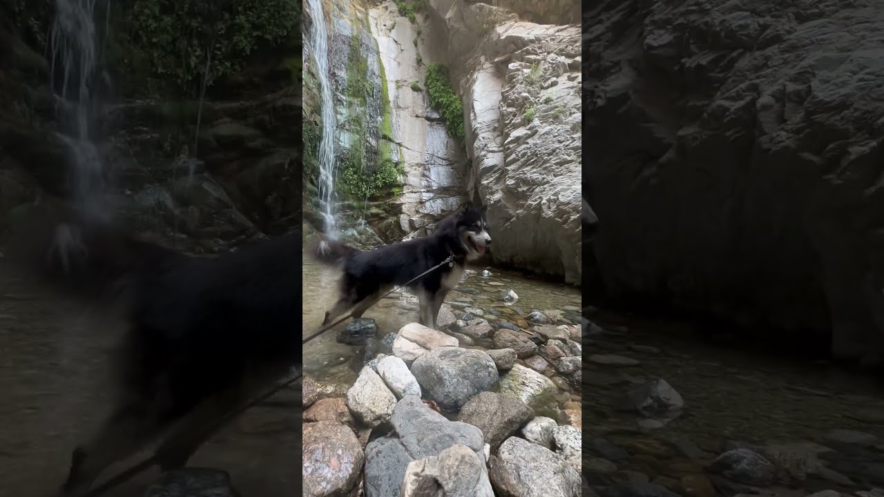 POV Waterfalls For Yourself Nature Dog Happydog Travel Losangeles