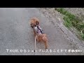 犬の服 犬服の店 ドッグウェア おしゃれな犬の服 ペット服 チワワの服 トイプードルの服 ペット用品店